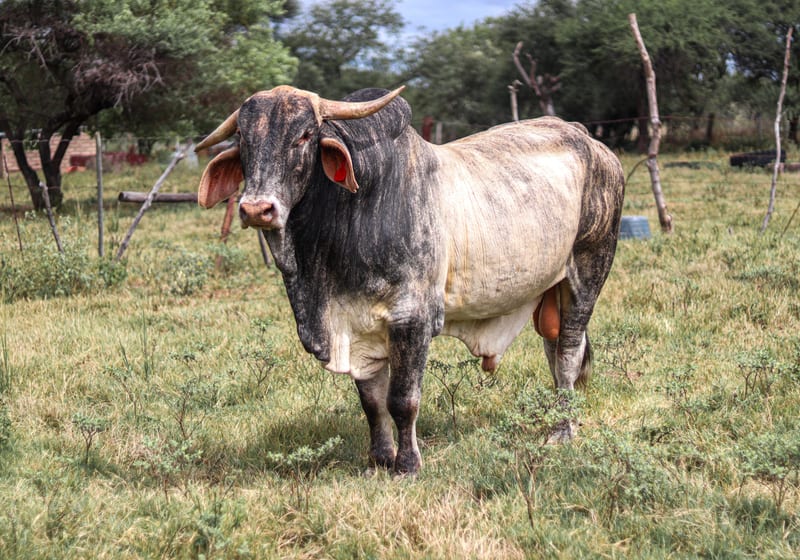Livestock Advisory & Consulting