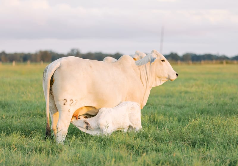Breeding, Genetics & Herd Improvement