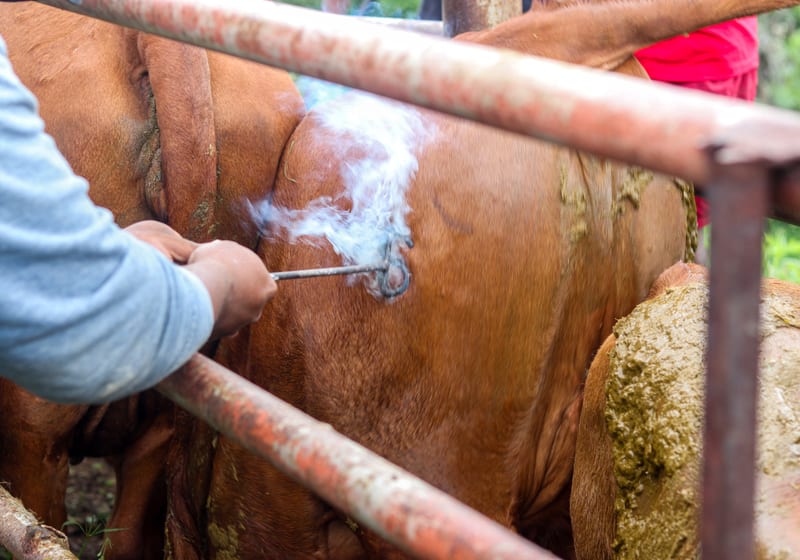 Livestock Technical Services