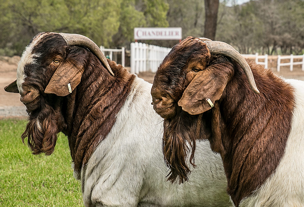 Two breeding boer goat bucks