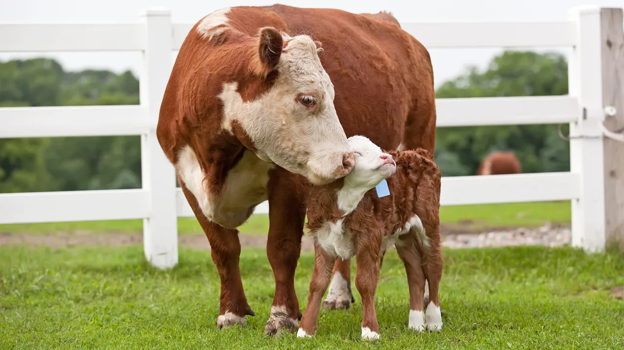Dam with calf.