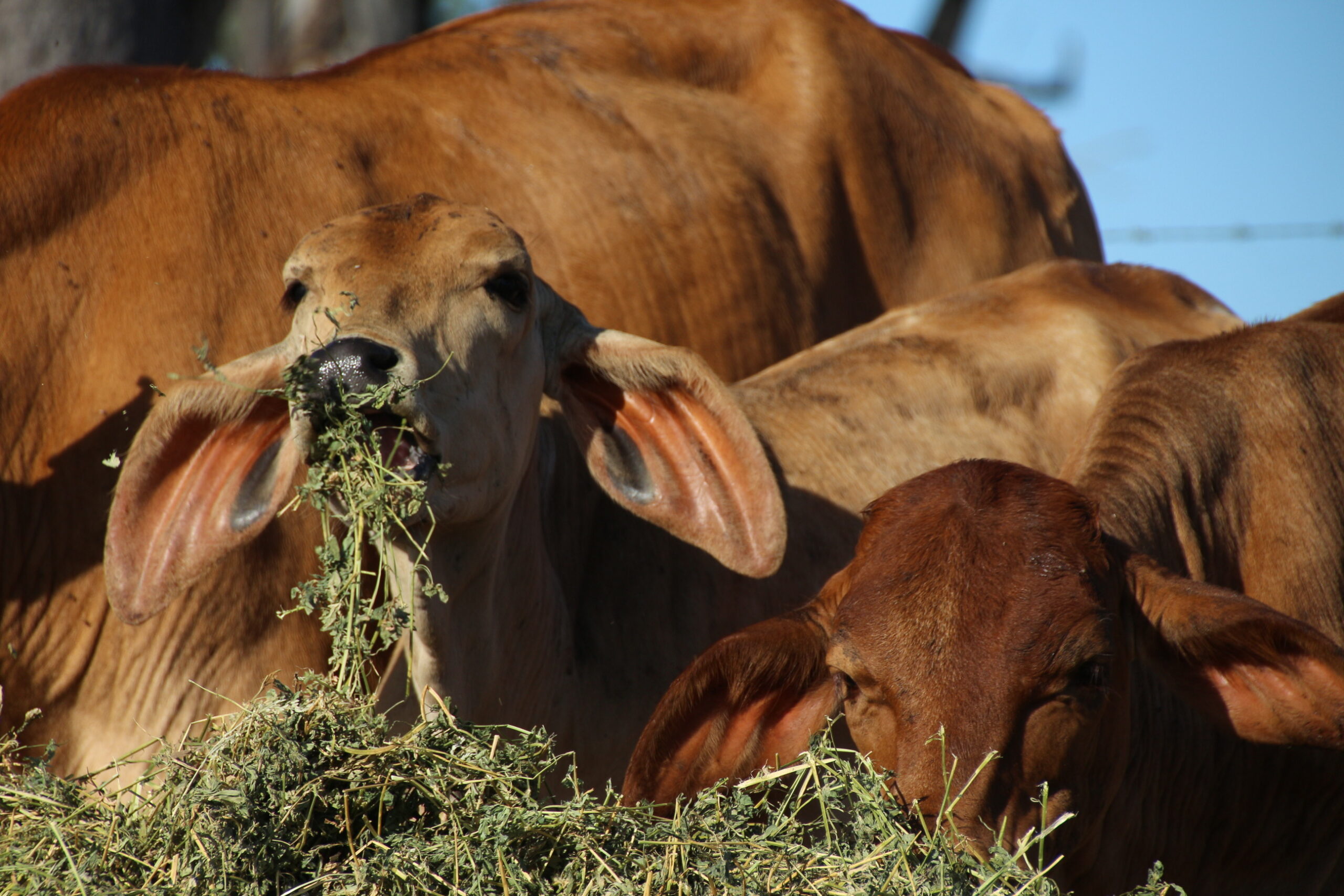 Calf feeding on protein feed