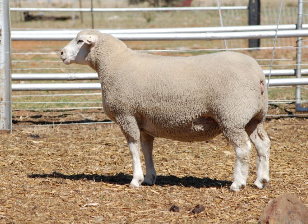 Ile De France Ram