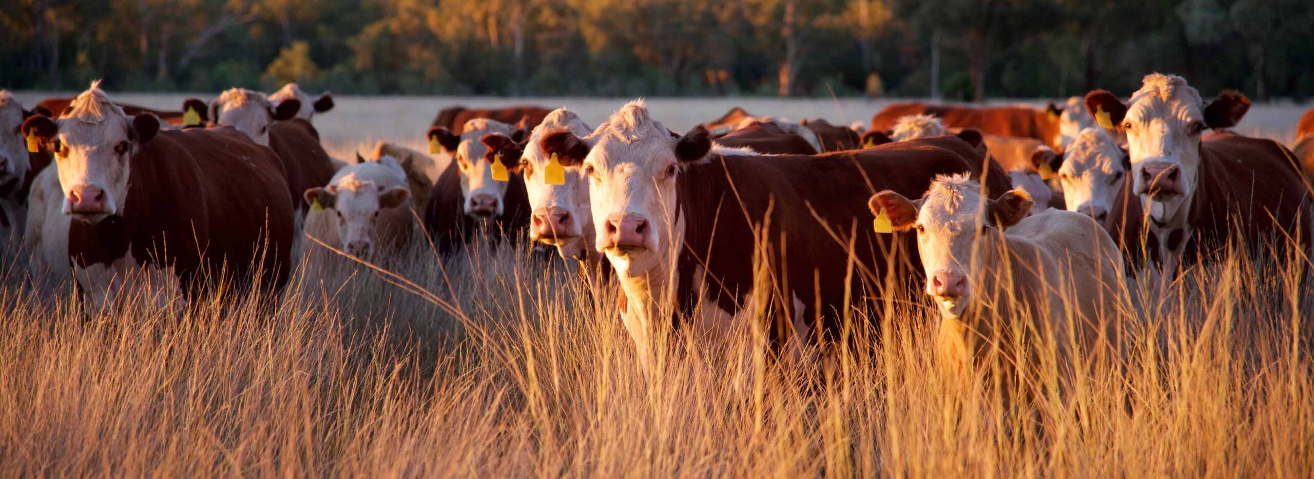 cattle grazing on dry field