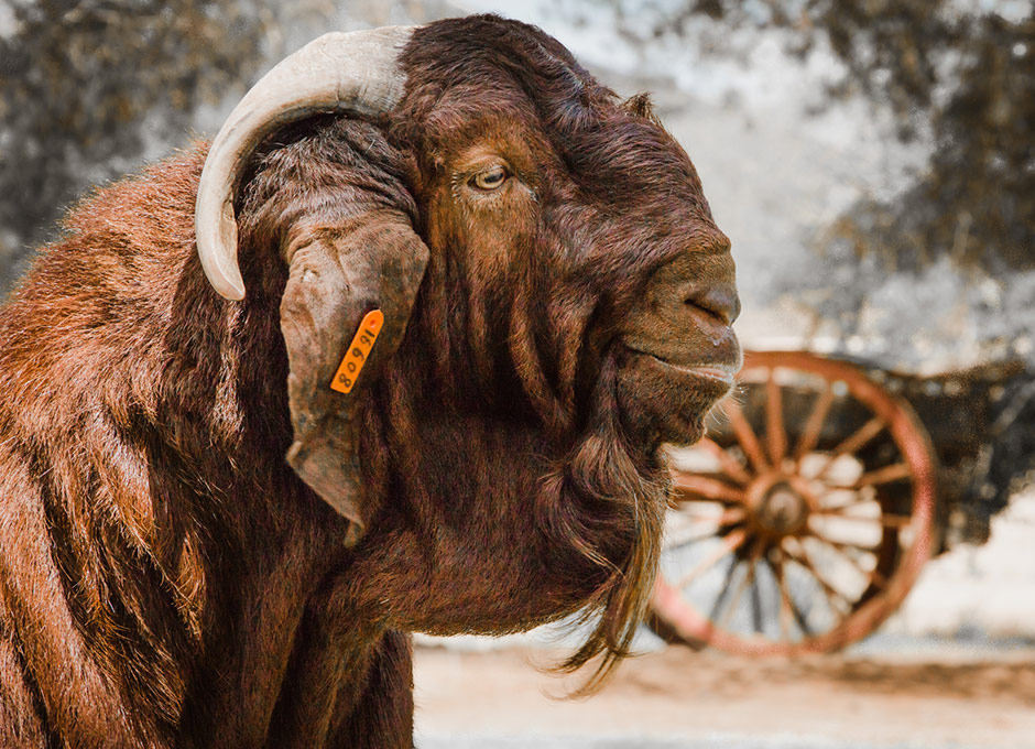 Understanding Urinary Stones in Rams and Bucks