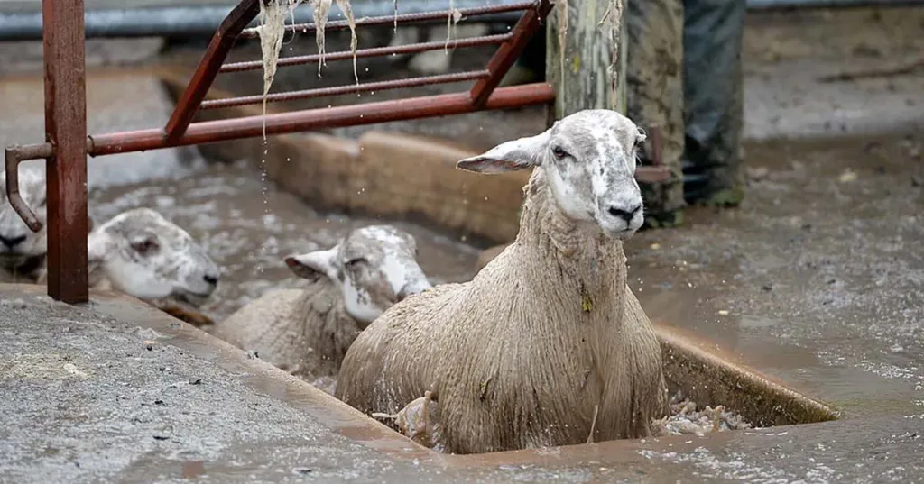 Sheep dip