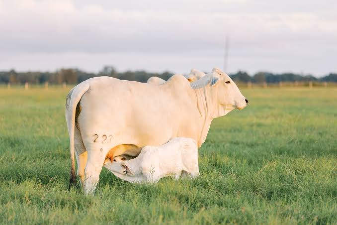 Calving Is The Milestone On The journey, Weaning Is The Target.